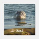 Search for seal magnets Pup