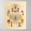 Search for parasite Sea