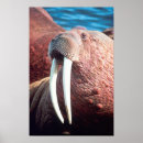 Search for tusks Water