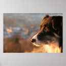 Search for collie pet posters Border