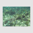 Search for sea turtle tissue paper Tropical
