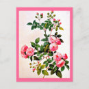 Search for redoute postcards Rose