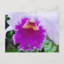 Search for cattleya orchid postcards Purple