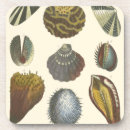 Search for clam coasters Seashell