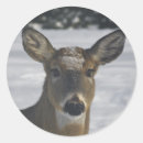 Search for animals in snow stickers Deer