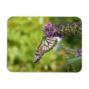 Search for monarch butterfly magnets Floral