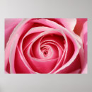 Search for rose macro art Floral