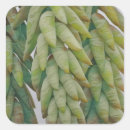 Search for drying stickers Plant