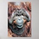 Search for orangutan posters Animal