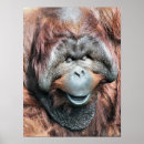 Search for orangutan posters Wild