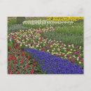 Search for garden designer postcards Pattern