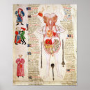 Search for anatomical posters School