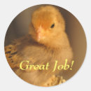 Search for chicken photo stickers Cute