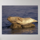 Search for monterey posters Ocean