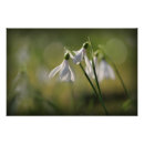 Search for snowdrop art Springtime