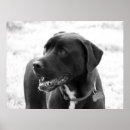 Search for mixed breeds posters Dog