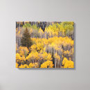 Search for aspen tree canvas prints Danita delimont