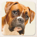 Search for boxer puppy coasters Animal