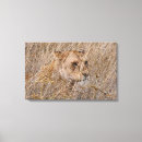 Search for lion canvas prints Africa