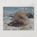 Search for asleep postcards Photography