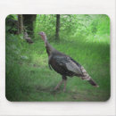 Search for wild turkey electronics Hunting