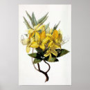 Search for azaleas posters Floral