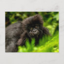 Search for mountain gorillas postcards Cute baby animal