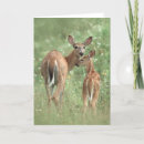 Search for fawn cards Wildlife