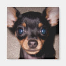 Search for pin magnets Puppy