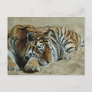 Search for big cat postcards Tiger