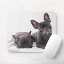Search for frenchie mousepads Domestic animals