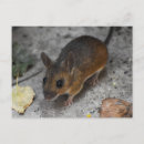 Search for mouse postcards Mammal