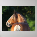 Search for clydesdale horse art Bob langrish