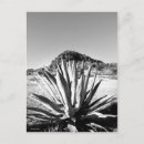 Search for davis postcards Desert