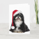 Search for havanese funny postcards Animal