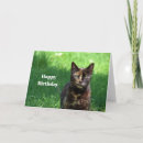 Search for tortoiseshell cards Cute