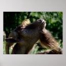 Search for billie posters Goats