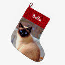 Search for siamese kitten Cat