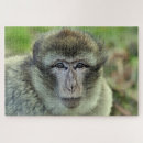Search for macaques Animal