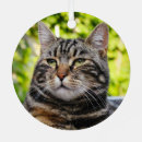 Search for grey kitten christmas tree decorations Black