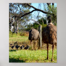 Search for emu posters Bird
