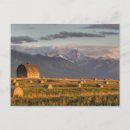 Search for hay barn postcards Farming