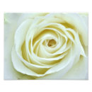 Search for soft rose posters Closeup