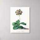 Search for gouache canvas prints Flowers