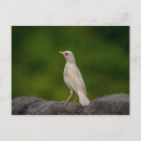 Search for redbreast postcards Songbird