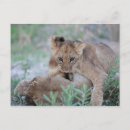 Search for lion cub postcards Animal