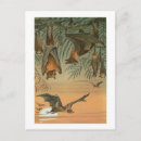 Search for bat postcards Wildlife