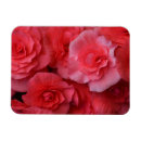 Search for lush magnets Flowers