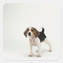 Search for beagle puppy stickers Animals