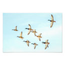 Search for mallard duck painting posters Flying
